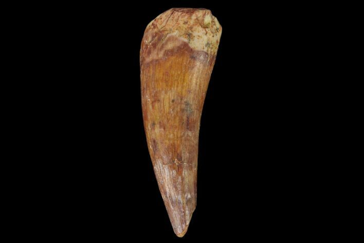 Fossil Phytosaur Tooth - New Mexico #133365